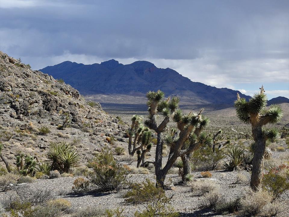 Desert NWR