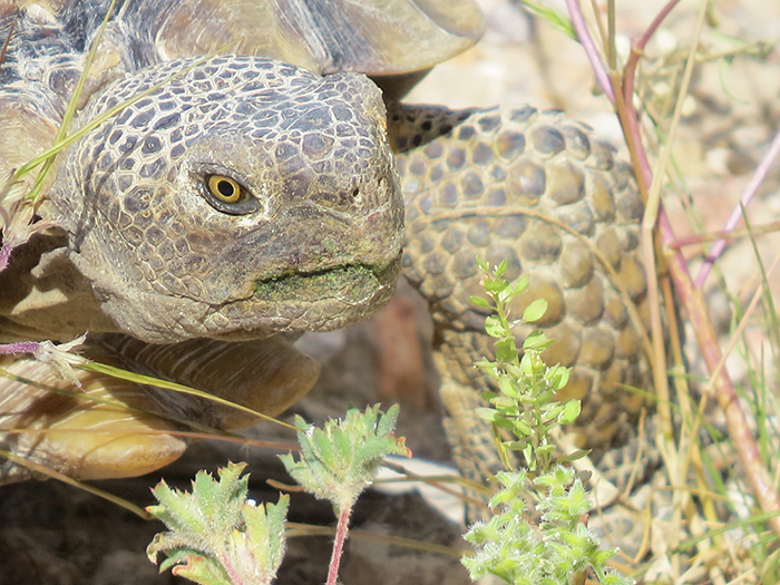 tortoise