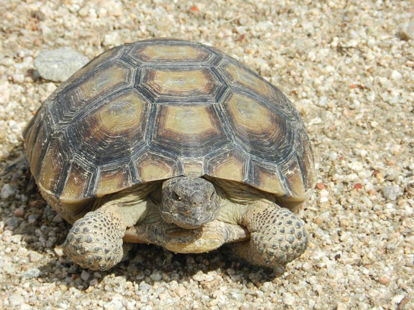 tortoise2