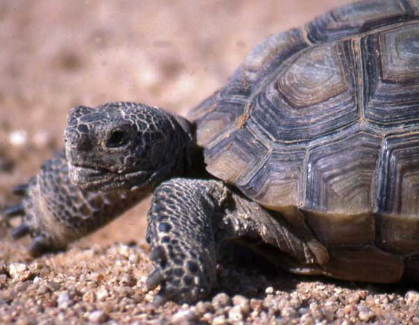 tortoise