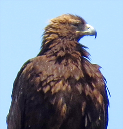 golden eagle